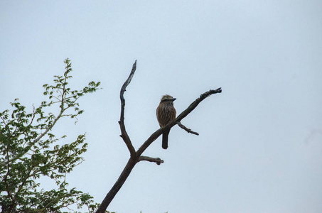 滚筒, 丁香扣, Coracias caudatus, 国家储备, 南非, Coraciiformes 秩序, Coraciid