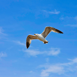 在蓝色的天空中翱翔的海鸥