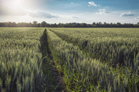 麦田在一个美好的夏日, 农业粮食作物和蓝天的景观