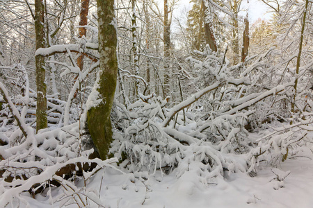 自然森林的冬天风景与死的橡木树干说谎和角树树在前景, Bialowieza 森林, 波兰, 欧洲