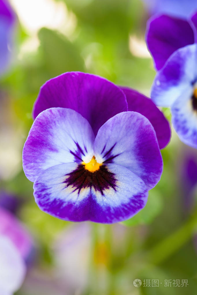 美丽的三色堇夏天花园里的花