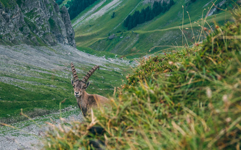 滑稽的高山摩羯座 Steinbock 卡普拉野山羊站立在岩石看照相机, brienzer rothorn 瑞士阿尔卑斯