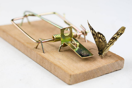 隐喻的昆虫陷阱.白色背景照片