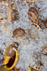 照片从上面新鲜的狗海螺, 机翼壳或食用海蜗牛在海鲜餐厅显示与冰在芽庄顶部。越南。健康饮食背景