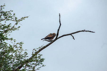 滚筒, 丁香扣, Coracias caudatus, 国家储备, 南非, Coraciiformes 秩序, Coraciid