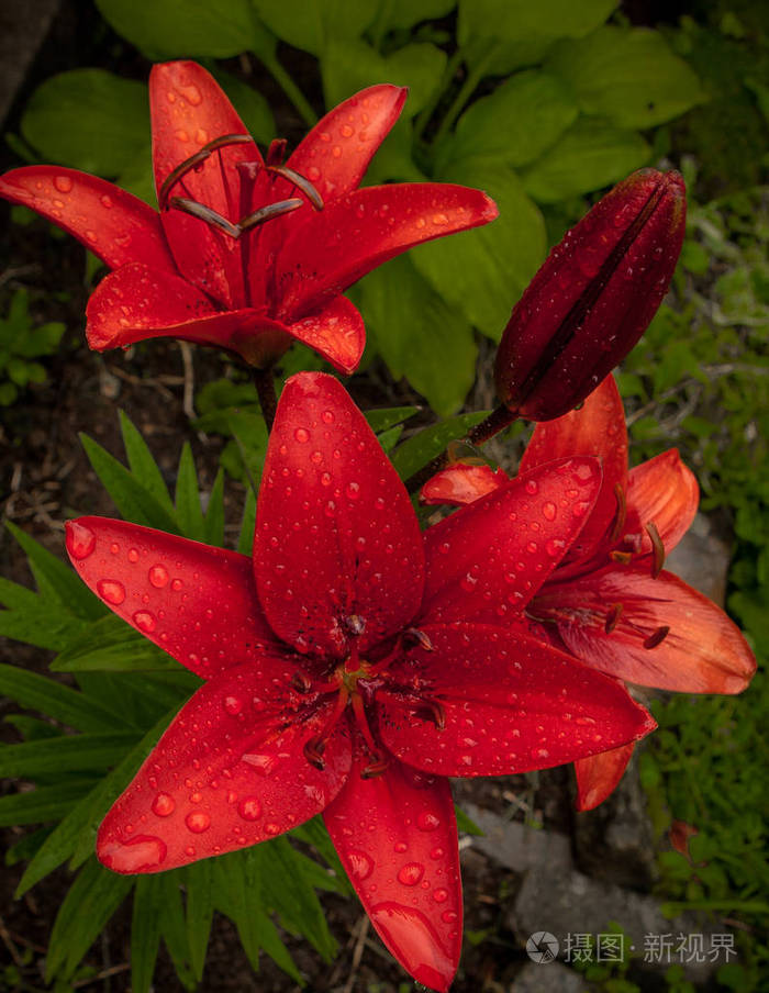 花园红百合花雨淋湿