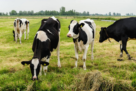 在荷兰阿姆斯特丹附近草地上饲养的黑白奶牛照片