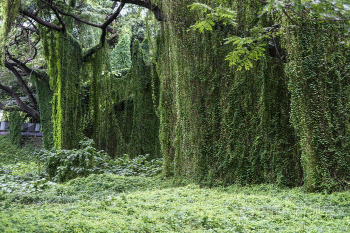 哈瓦那森林公园的性质.哈瓦那, 古巴