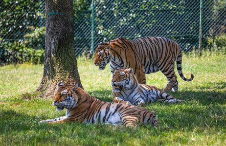 美丽的三个老虎在草地旁边的树上照片