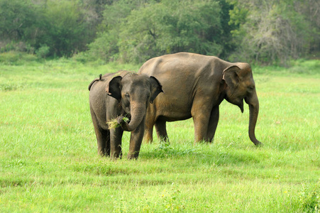 大象在斯里兰卡国家公园