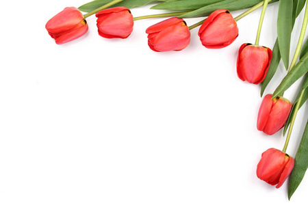 美丽的红色郁金香在白色背景与拷贝空间为文本。顶部视图, 平躺