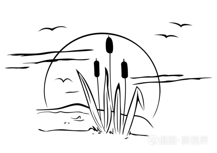 上图香蒲
