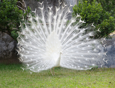 白孔雀图片-白孔雀素材-白孔雀插画-摄图新视界