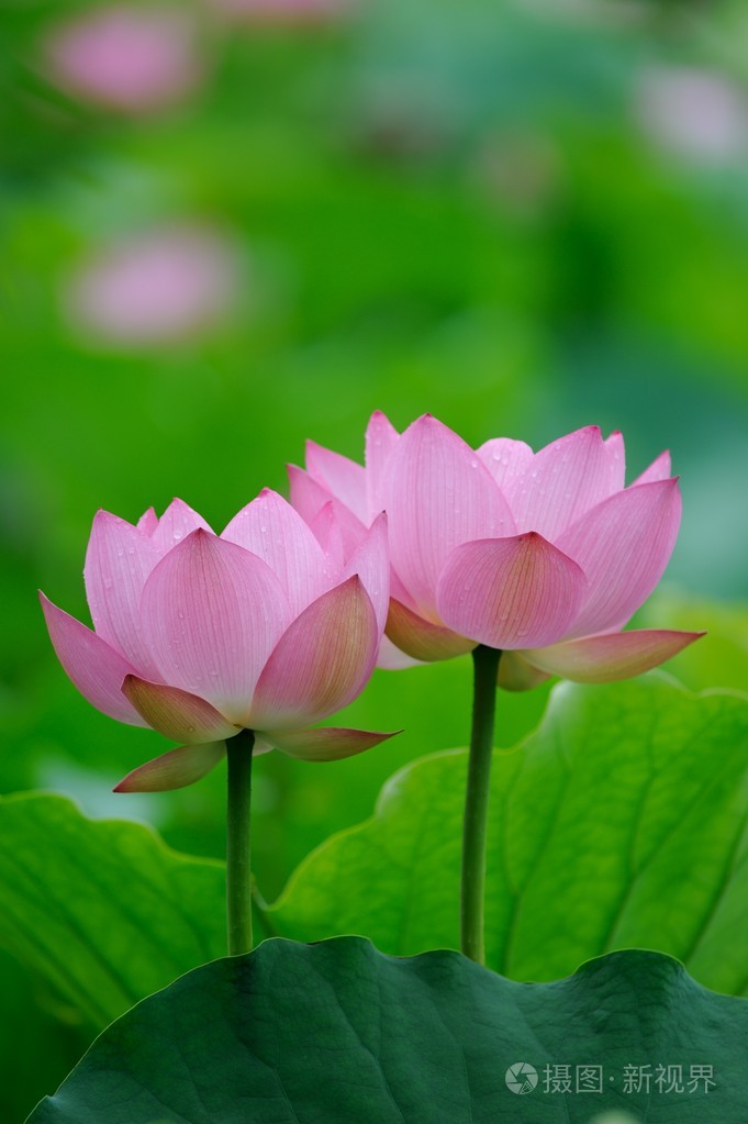 朵盛开的莲花
