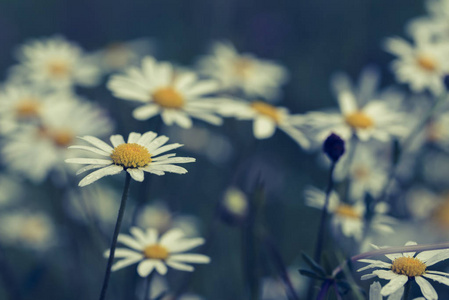 日光场上的菊花花