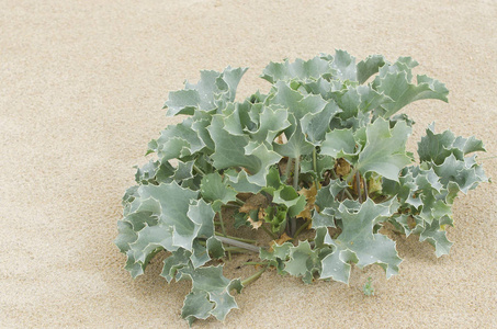 西班牙加利西亚海岸沙滩上的野生植物