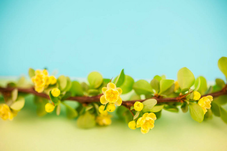 春天开花檗枝以绿叶, 倒钩和黄色花在柔和的彩色纸背景以极小的样式复制空间, 文本模板