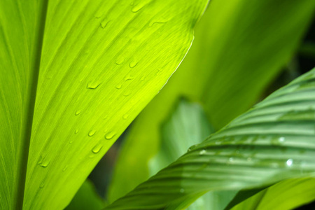 闭上美丽的绿叶雨水滴