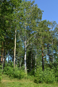 俄罗斯自然夏季的松林
