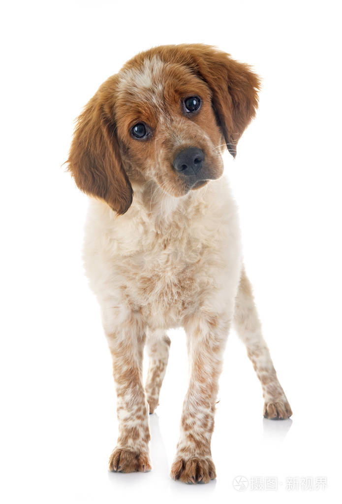 小狗布列塔尼猎犬在白色背景前面
