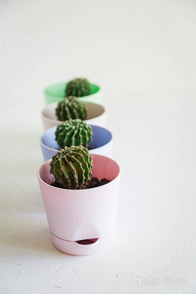 迷你仙人掌小花盆白色