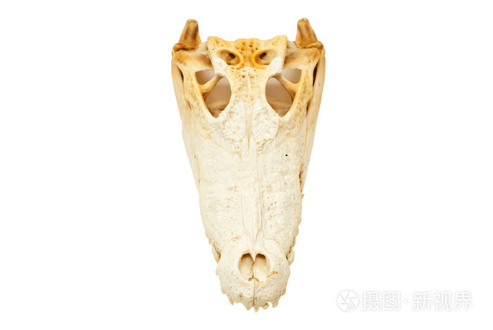 孤立的淡水鳄鱼头骨