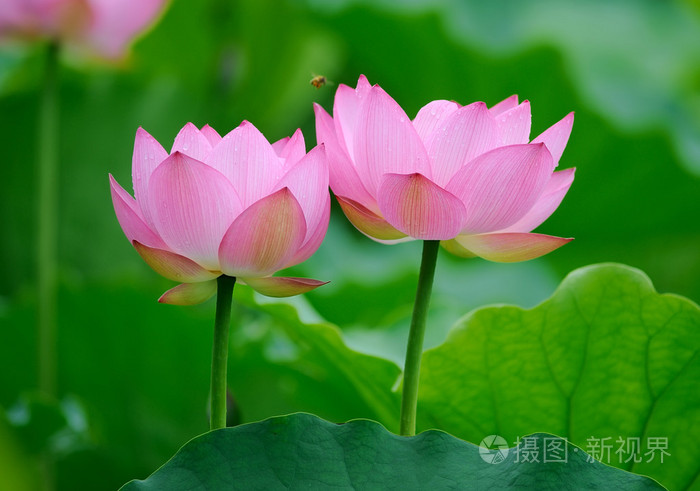 朵盛开的莲花在黑暗的背景