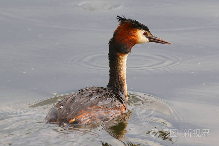 大冠鷉鸭在湖上游泳乌克兰