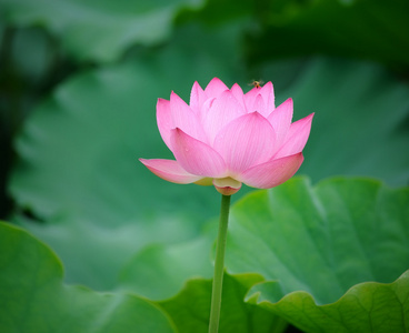 亚洲粉色荷花图片