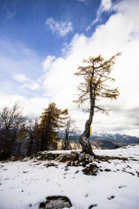 单树和朱利安阿尔卑斯山