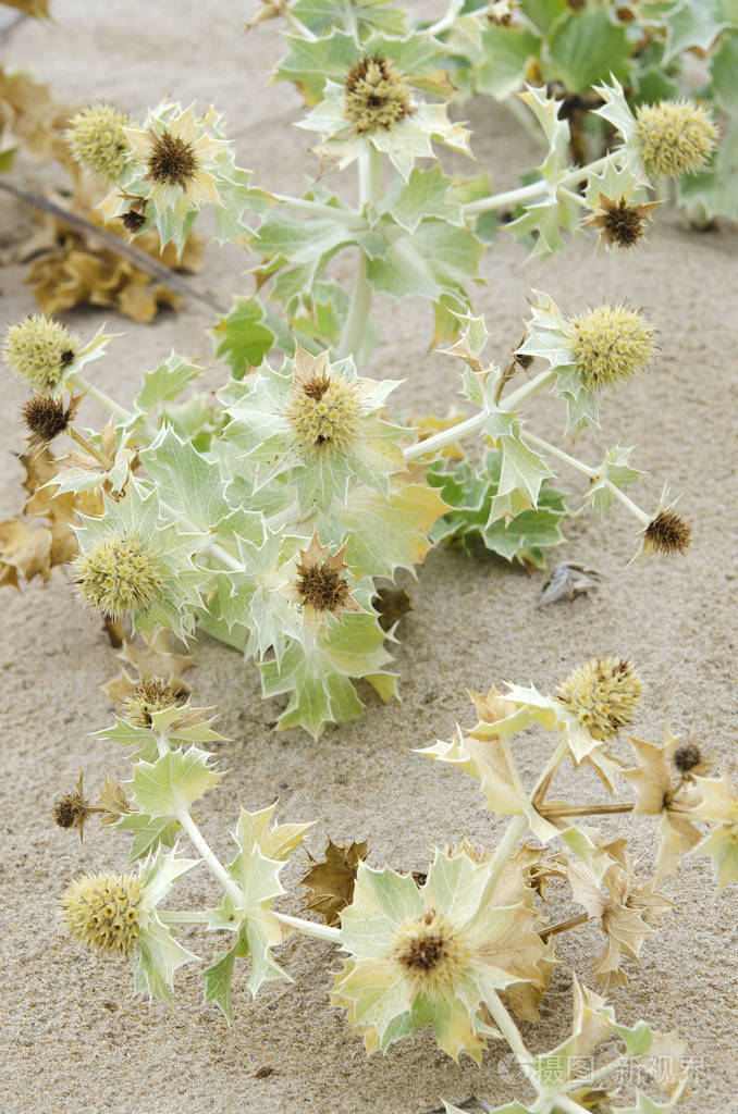 西班牙加利西亚海岸沙滩上的野生植物