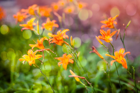 橙色的花