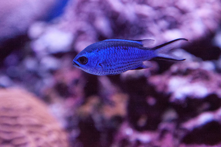 蓝礁 chromis 鲷 chromis cyaneus