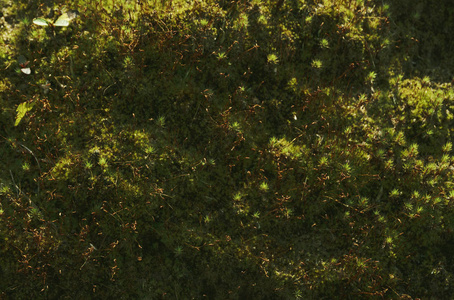 绿色青苔纹理, 背景与拷贝空间