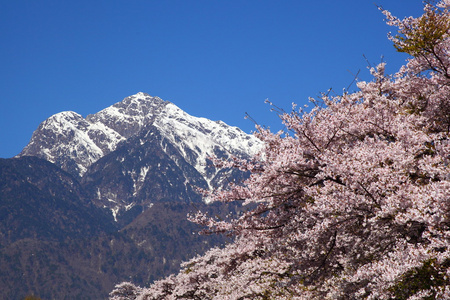 樱桃树和雪山