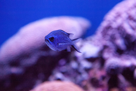 蓝礁 chromis 鲷 chromis cyaneus 游过珊瑚礁