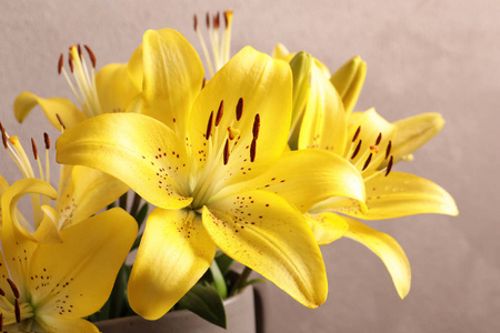 百合花的颜色图片