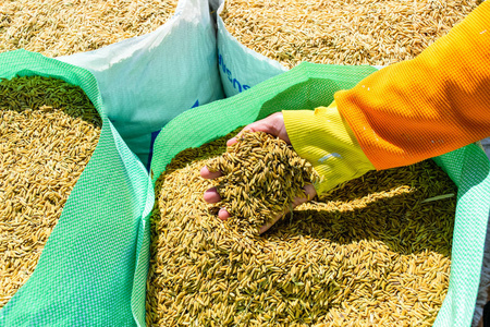 大米的种子在手在稻田背景下, 泰国照片