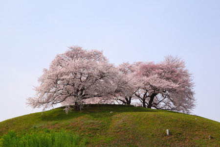 山丘上的樱桃树