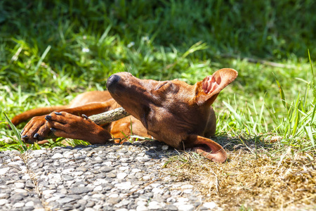 小型短毛猎犬在人行道和绿色草坪之间休息