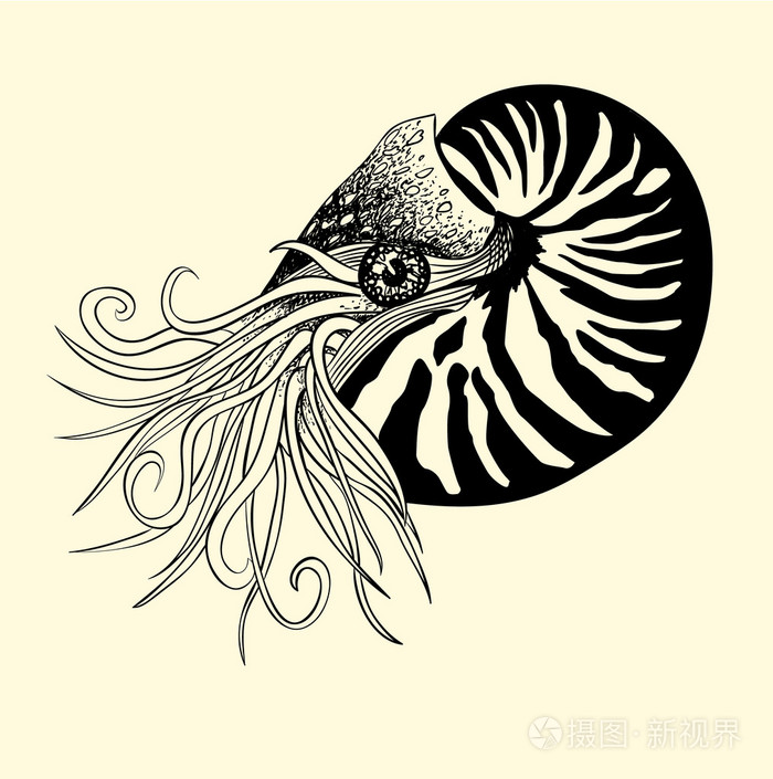 鹦鹉螺的钢笔和墨水插图