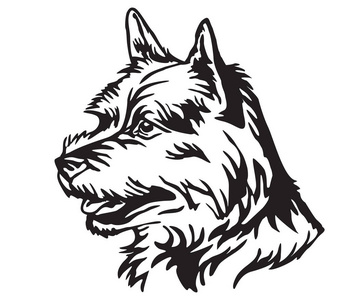 装饰肖像的狗诺里奇梗, 矢量孤立的插图在黑色的白色背景。设计和纹身图像