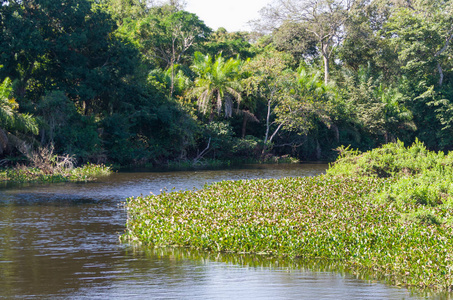 巴西湿地的美丽形象, 区域丰富的动植物群