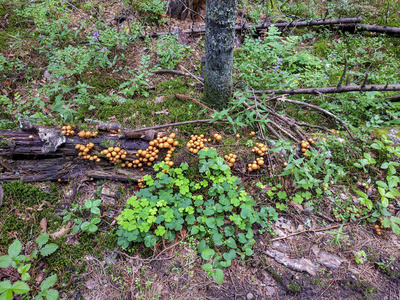 蘑菇蜂蜜伞在森林在树和在树桩上