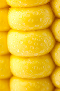 谷物的成熟玉米  极端宏  黄色背景