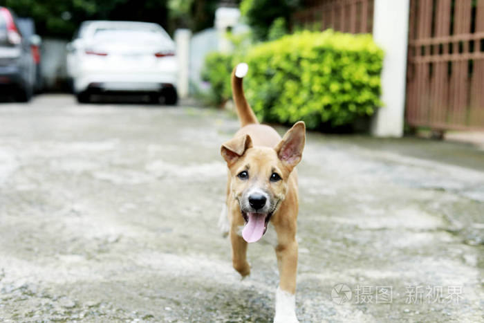 狗在路上奔跑.快乐可爱滑稽的狗跑在路
