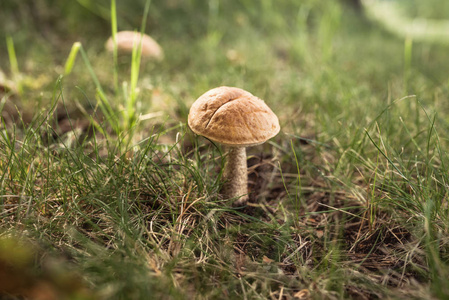 林中绿草中的夏蘑菇