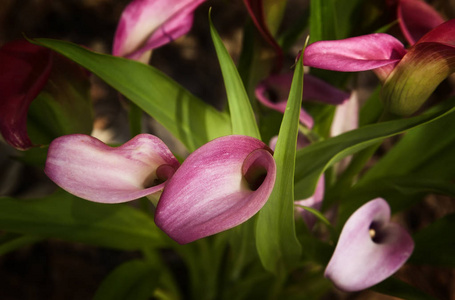 花花园里充满粉红色的马蹄莲百合花在黑暗的背景下
