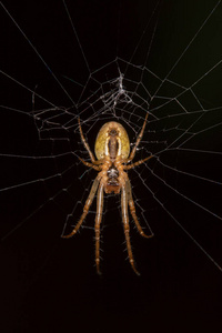 蜘蛛网下的一只毛骨悚然的棕色蜘蛛