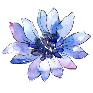 蓝色非洲雏菊。花卉植物花。野生春叶野花分离。背景质地包装图案框架或边框的水彩画野花